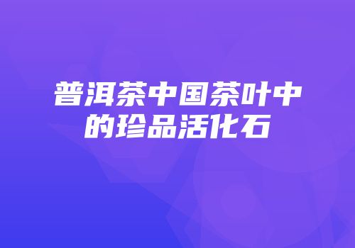 普洱茶中国茶叶中的珍品活化石