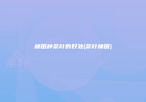 梯田种茶叶的好处(茶叶梯田)