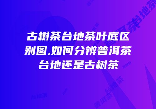 古树茶台地茶叶底区别图,如何分辨普洱茶台地还是古树茶