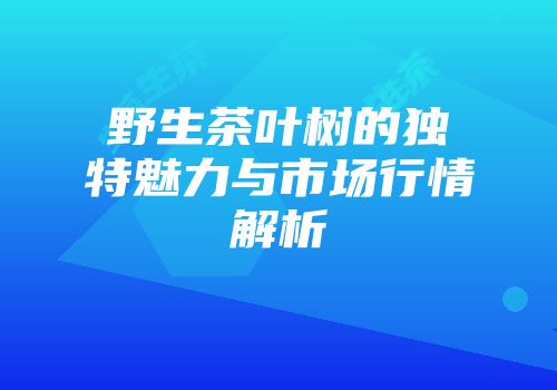 野生茶叶树的独特魅力与市场行情解析