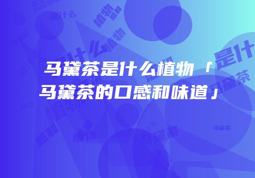 马黛茶是什么植物「马黛茶的口感和味道」