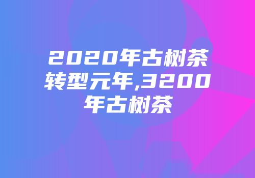 2020年古树茶转型元年,3200年古树茶