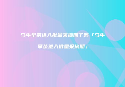 乌牛早茶进入批量采摘期了吗「乌牛早茶进入批量采摘期」