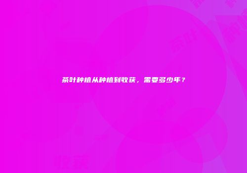 茶叶种植从种植到收获，需要多少年？