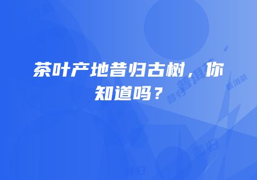 茶叶产地昔归古树，你知道吗？