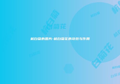 杭白菊的图片-杭白菊花的功效与作用