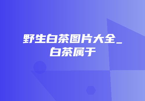 野生白茶图片大全_白茶属于