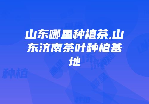 山东哪里种植茶,山东济南茶叶种植基地