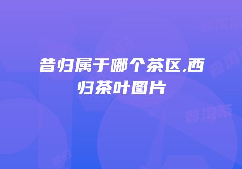 昔归属于哪个茶区,西归茶叶图片