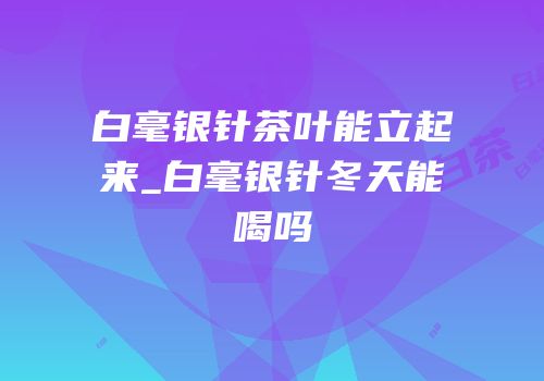 白毫银针茶叶能立起来_白毫银针冬天能喝吗