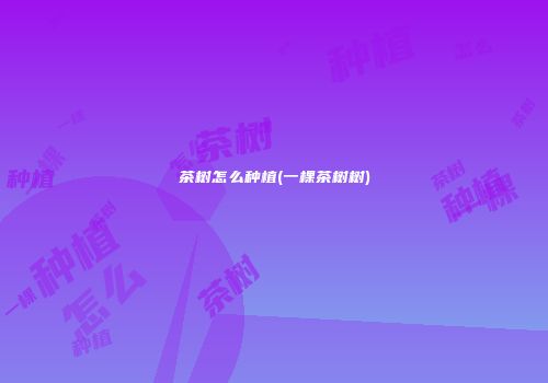 茶树怎么种植(一棵茶树树)