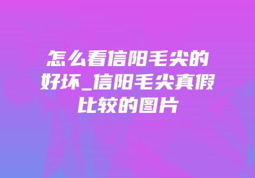 怎么看信阳毛尖的好坏_信阳毛尖真假比较的图片