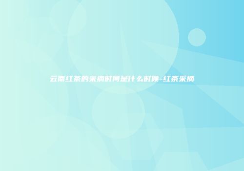 云南红茶的采摘时间是什么时候-红茶采摘