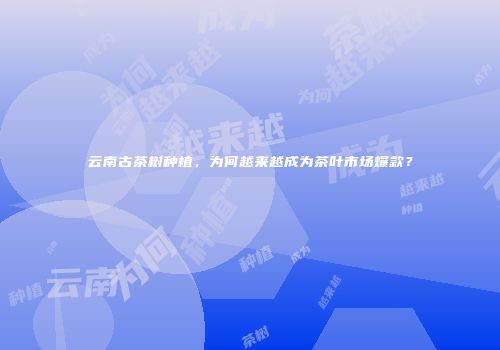 云南古茶树种植，为何越来越成为茶叶市场爆款？