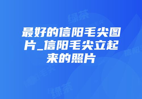 最好的信阳毛尖图片_信阳毛尖立起来的照片