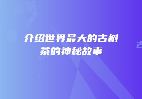介绍世界最大的古树茶的神秘故事