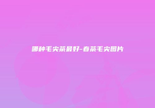 哪种毛尖茶最好-春茶毛尖图片