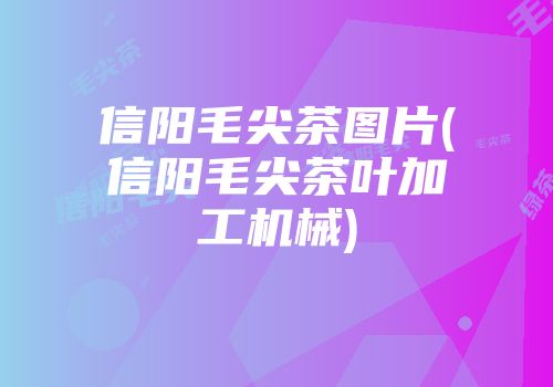 信阳毛尖茶图片(信阳毛尖茶叶加工机械)