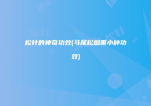 松针的神奇功效(马尾松烟熏小种功效)