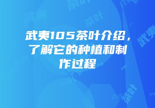 武夷105茶叶介绍，了解它的种植和制作过程