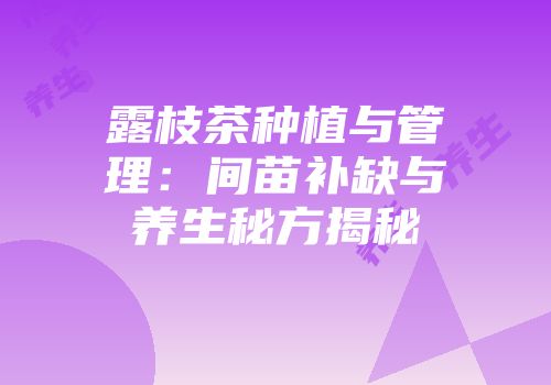 露枝茶种植与管理：间苗补缺与养生秘方揭秘