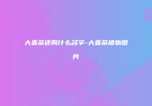 大麦茶还叫什么名字-大麦茶植物图片