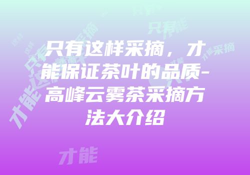 只有这样采摘，才能保证茶叶的品质-高峰云雾茶采摘方法大介绍