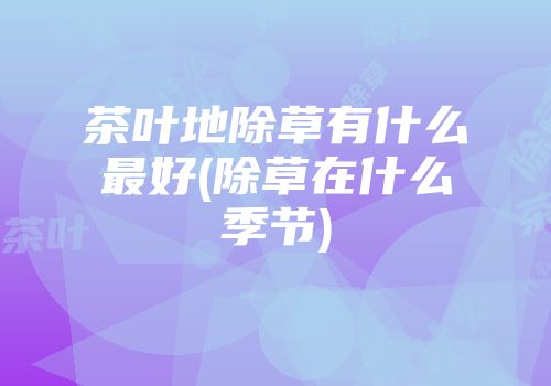 茶叶地除草有什么最好(除草在什么季节)
