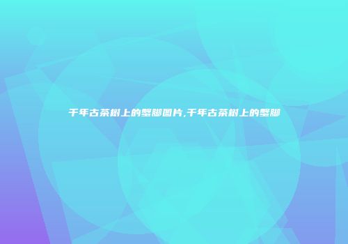 千年古茶树上的蟹脚图片,千年古茶树上的蟹脚