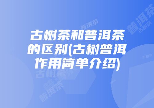古树茶和普洱茶的区别(古树普洱作用简单介绍)