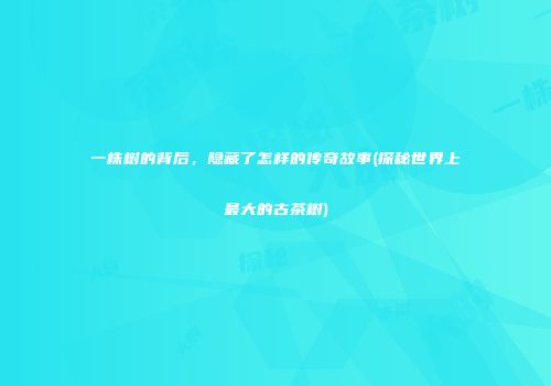 一株树的背后，隐藏了怎样的传奇故事(探秘世界上最大的古茶树)