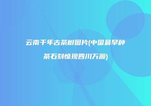 云南千年古茶树图片(中国最早种茶石刻惊现四川万源)