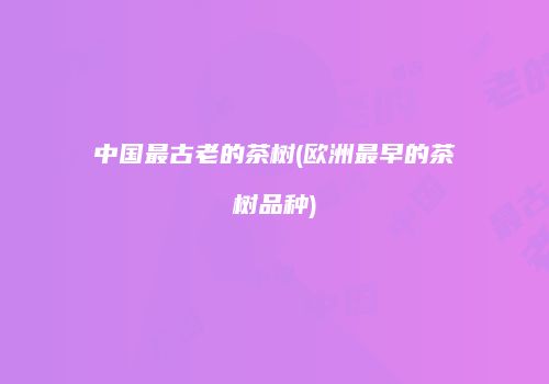 中国最古老的茶树(欧洲最早的茶树品种)