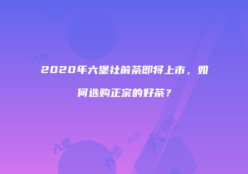 2020年六堡社前茶即将上市，如何选购正宗的好茶？