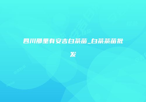 四川那里有安吉白茶苗_白茶茶苗批发