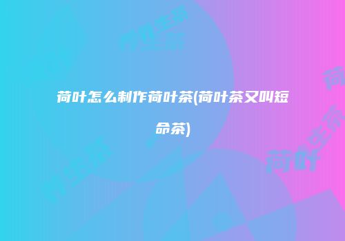 荷叶怎么制作荷叶茶(荷叶茶又叫短命茶)