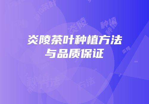 炎陵茶叶种植方法与品质保证