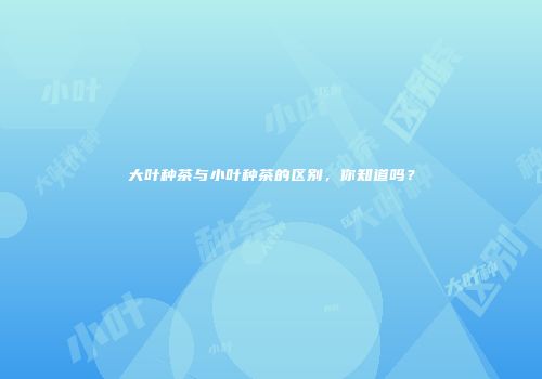 大叶种茶与小叶种茶的区别，你知道吗？