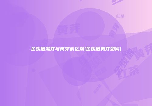 金骏眉黑芽与黄芽的区别(金骏眉黄芽如何)
