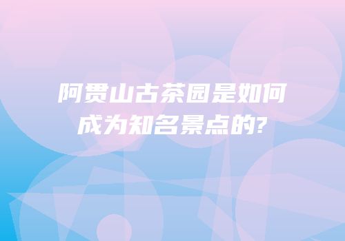 阿贯山古茶园是如何成为知名景点的?