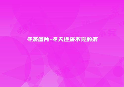 冬茶图片-冬天还采不完的茶