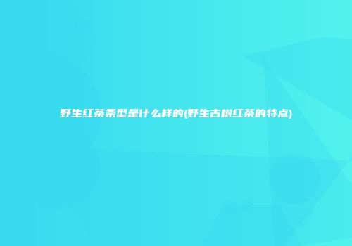野生红茶条型是什么样的(野生古树红茶的特点)