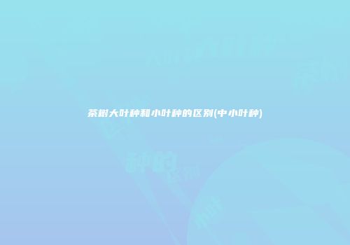 茶树大叶种和小叶种的区别(中小叶种)