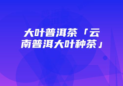 大叶普洱茶「云南普洱大叶种茶」