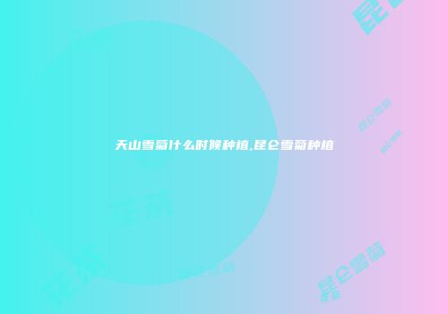 天山雪菊什么时候种植,昆仑雪菊种植