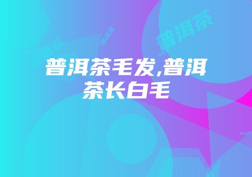 普洱茶毛发,普洱茶长白毛