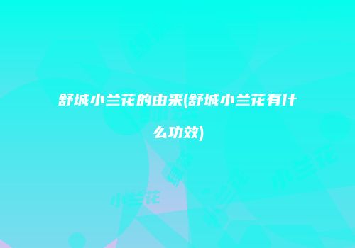 舒城小兰花的由来(舒城小兰花有什么功效)