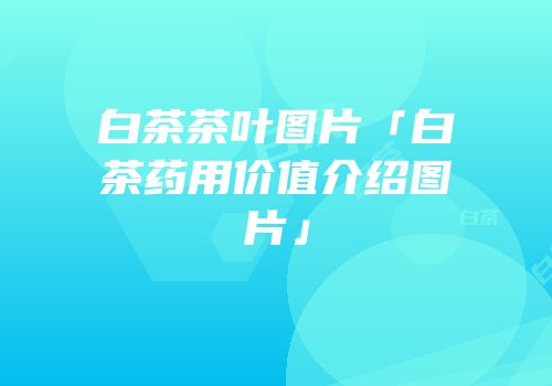 白茶茶叶图片「白茶药用价值介绍图片」