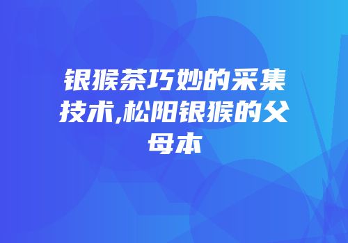 银猴茶巧妙的采集技术,松阳银猴的父母本