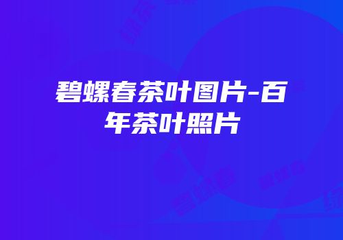 碧螺春茶叶图片-百年茶叶照片
